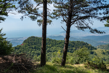 Fototapeta na wymiar View of the Tuscan Coast from the Mountains above the province of Carrara: Two Trees in the Foreground