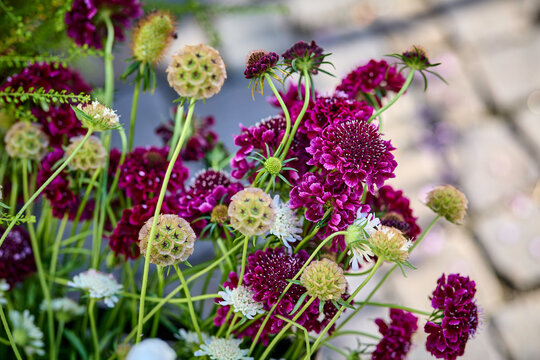 Samt-Skabiose - sch&ouml;ne, bunte Blumen
