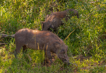 Naklejka na ściany i meble Warzenschwein im Naturreservat Hluhluwe Nationalpark Südafrika