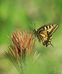 Fototapeta na wymiar Swallowtail (Papilio machaon), macro photography of beautiful butterfly on spiky plant in summer sunny day