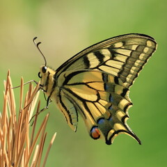 Fototapeta premium Swallowtail (Papilio machaon), macro photography of beautiful butterfly on spiky plant in summer sunny day