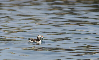 Atlantic Common Puffin floating on water with fish in beak
