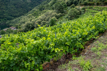 Landscape of vineyards in the Ribeira Sacra on a cloudy day, World Heritage Site. Galicia, Spain.