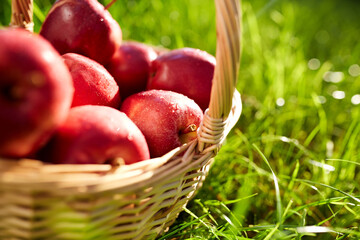 season, gardening and harvesting concept - red ripe apples in wicker basket on grass