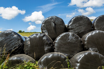 Fototapeta na wymiar Hay Bales in protective wrapping on a sunny summer's day