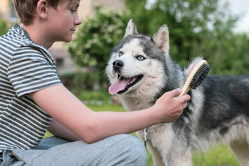 Young teenage boy combing dog at special brush outdoor in yard. Boy brushing husky with comb....