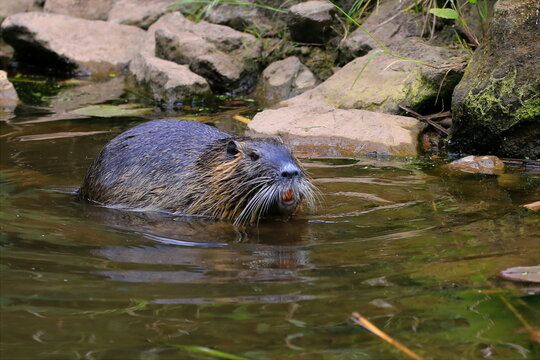 Nutria im See