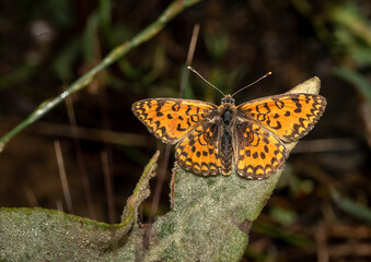 Early in the morning, dew-covered butterflies wait for the sun to come out and dry them to fly.