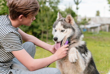Young teenage boy combing dog at special brush outdoor in yard. Boy brushing husky with comb. Concept of care animal, home grooming, best pet for child, teenager and pet dog, favorite pet.