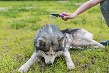 Obraz premium Young teenage boy combing dog at special brush outdoor in yard. Boy brushing husky with comb. Concept of care animal, home grooming, best pet for child, teenager and pet dog, favorite pet.