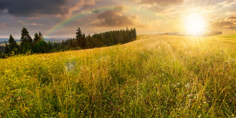 coniferous forest on the grassy hill at sunset. landscape of carpathian alps with rainbow above fresh green meadows. natural summer scenery in evening light. ecosystem and healthy environment concepts