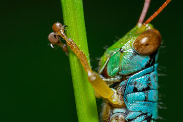 A macro photo of grasshoppers in the wild