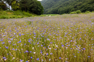 2022 KLPGA 한국여자골프 셀트리온 퀸즈 마스터즈