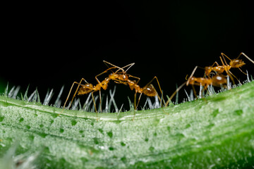A macro photo of the red ant animal