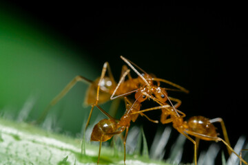 A macro photo of the red ant animal