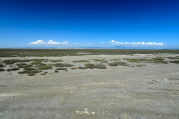 Stocked salt marsh (Axios Delta, Greece) // Ausgetocknete Salzwiese (Axios-Delta, Griechenland) 