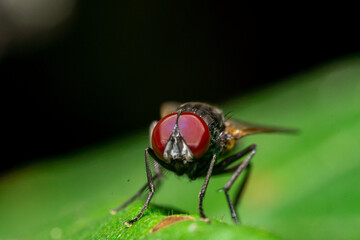 Macro photo of flies in the wild