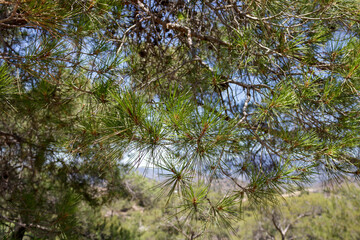 Close-up of long green pine needles on tree branch  