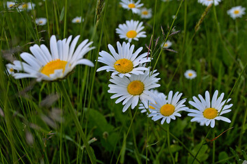 Daisies