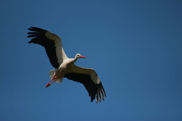 Storks in the field and in flight