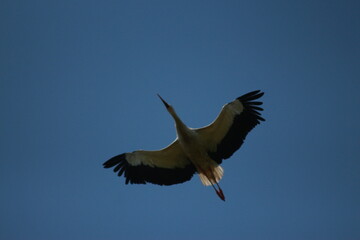 Storks in the field and in flight