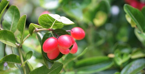 Karunda fruit blossom on tree