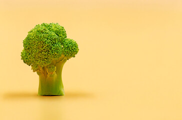 A broccoli branch on a light background. Concept of healthy food and antioxidants