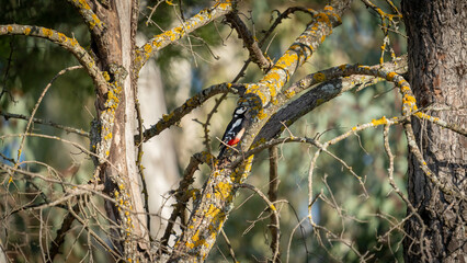 Woodpecker camouflaged on tree trunk, long shot