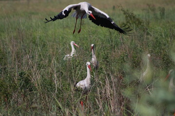 Storks in the field and in flight