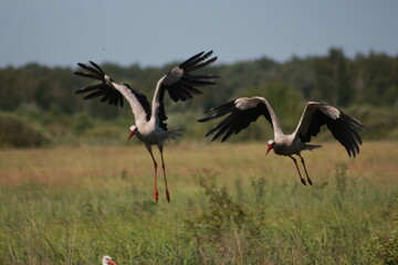 Storks in the field and in flight