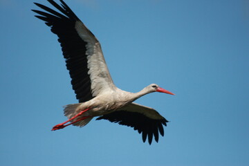 Storks in the field and in flight