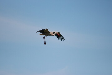 Storks in the field and in flight
