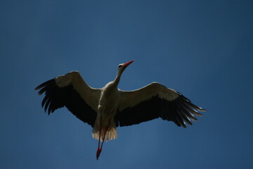 Obraz premium Storks in the field and in flight