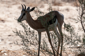 Closeup of an Impala grazing on the plains of Etosha National Park, Namibia