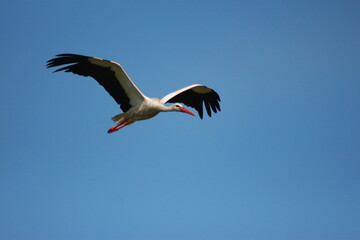 Storks in the field and in flight