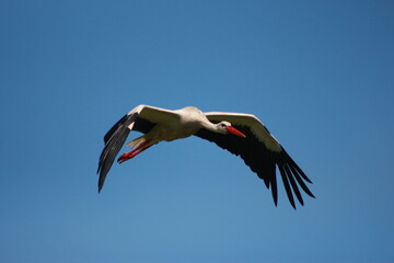 Storks in the field and in flight