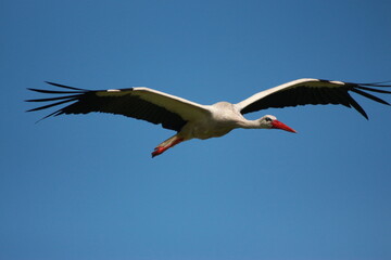 Storks in the field and in flight