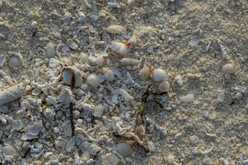 Sonnenuntergang auf den Malediven /Indischer Ozean