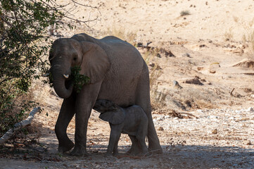 Closeup of a mother desert elephant feeding her calf in northern Namibia