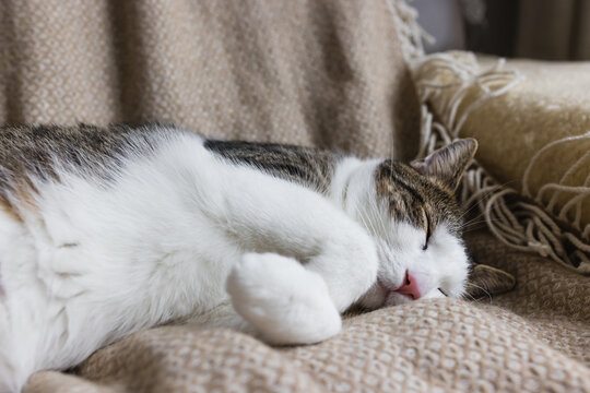 Cute young domestic cat sleeps on soft cozy throw on bed, fall or winter time. Close up, selective focus, copy space