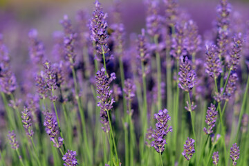 lavender flowers in the provence region