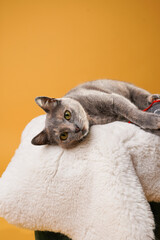 Adult european short hair cat blue tortie laying on a white faux fur rug with a grey mouse toy,...