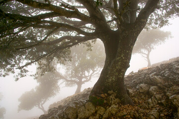 Encinas (Quercus Ilex). Serra des Cairats. Valldemossa.Sierra de Tramuntana.Mallorca.Baleares.España.