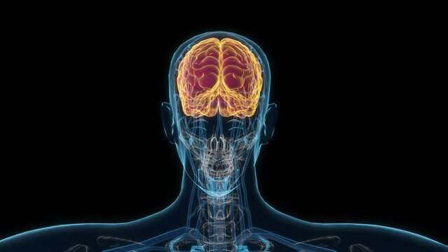 Female brain 3d hologram. 4k Clouse-up seamless looping