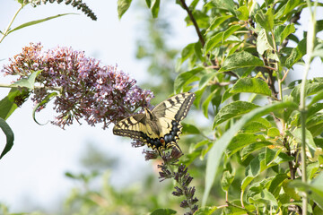 butterfly on a flower