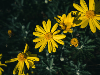 yellow flowers in the garden