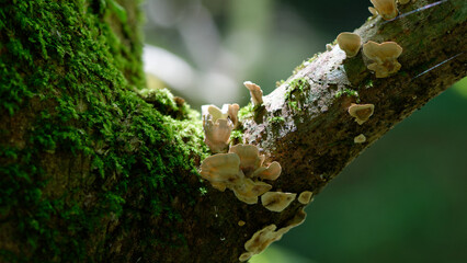 木に生えるキノコ