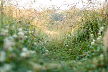 Trampelpfad durch hohes Gras am Feldrand aus niedriger Perspektive