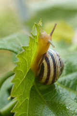 Close-up view of snail on green leaf.