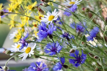 Colorful bouquet of country wildflowers: blue cornflower, yellow common ragwort, white chamomile. Close up - obrazy, fototapety, plakaty